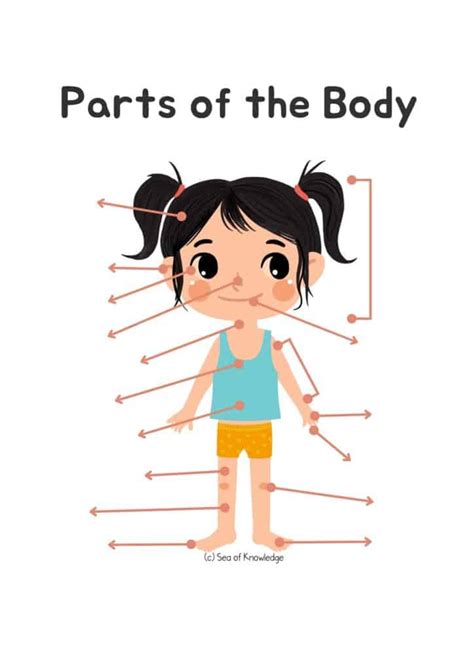 Human Body Parts For Kids Worksheets