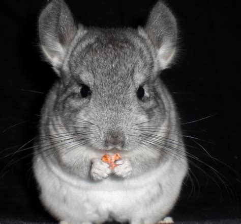 Chinchilla gris. Es un roedor que mide 25 cm. de longitud y pesa de 0,5 ...