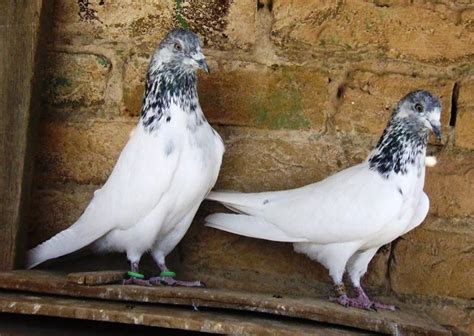 Kabootar ~ Kabootar Baaz | Pakistani Tipplers | Pigeons Photos | Pigeons For Sale | Pigeons ...