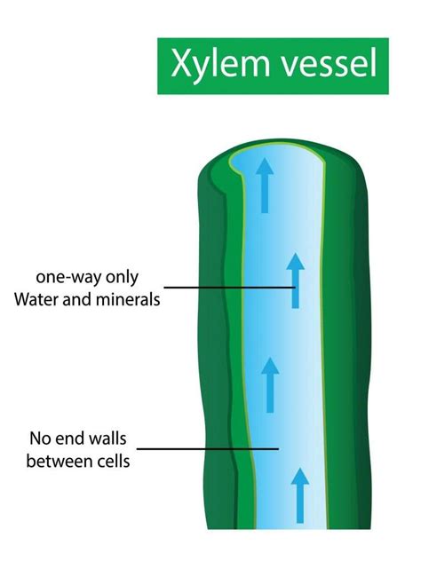 Simple Xylem Vessel Diagram