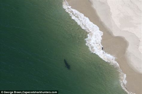 MORE great white sharks spotted off Cape Cod as beach goers dip more hesitantly in area's water ...