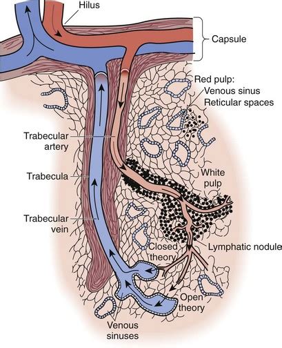 The Spleen | Thoracic Key