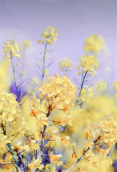 Purple Aesthetic Background, Yellow Aesthetic Pastel, Violet Aesthetic, White Aesthetic ...