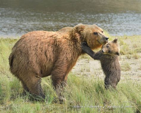 Baby Bear Love - Shetzers Photography