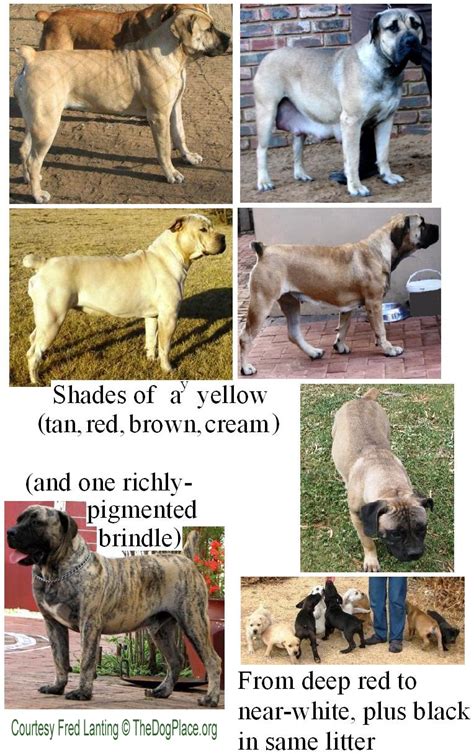 CANINE COAT COLOR GENETICS 1 | TheDogPlace.org