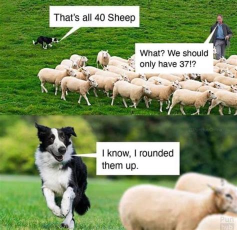 Funny Sheep Memes