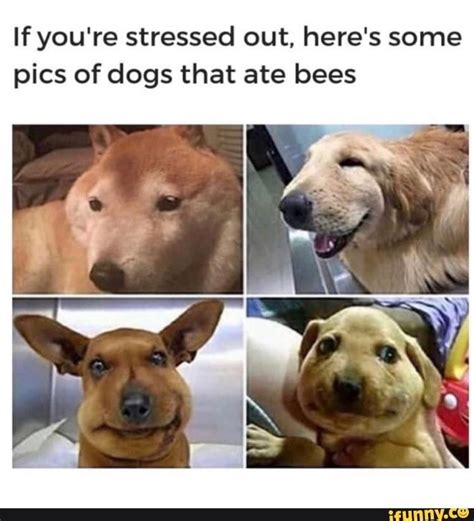 Stressed Dog Meme