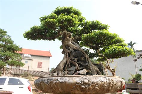 Kỹ thuật tạo cây bonsai ôm đá đơn giản - OECC