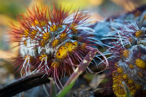 Free stock photo of australia, caterpillar, insect