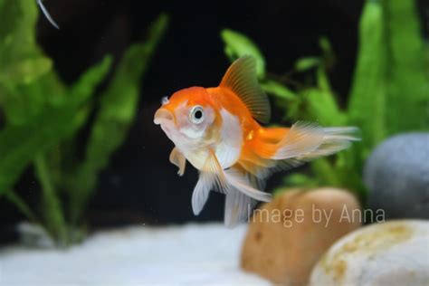 Oranda Goldfish - Etsy