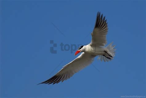 Free download | HD PNG flight seagull sky wallpaper background best stock photos - Image ID ...