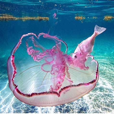 A pink jellyfish and a pink fish. | Beautiful sea creatures, Ocean creatures, Ocean animals