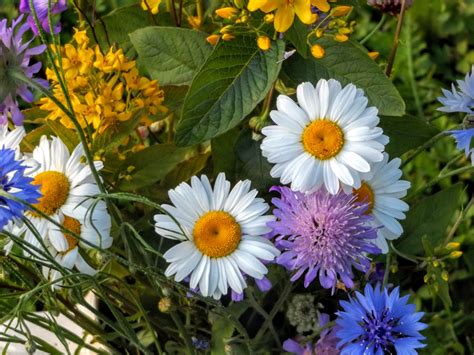 2017-07-20 schöne Blumen-Bouquet Foto & Bild | natur, blüten, 2017-07 ...