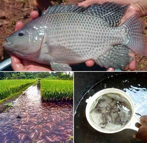 Types of Fish Farming Methods and Systems In India | Agri Farming