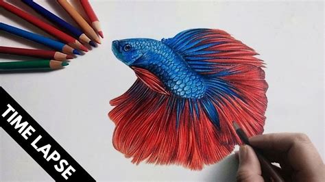 Beautiful Betta Fish Drawing