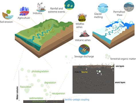 Study shows runoff can be an important source of energy for coastal organisms and animals