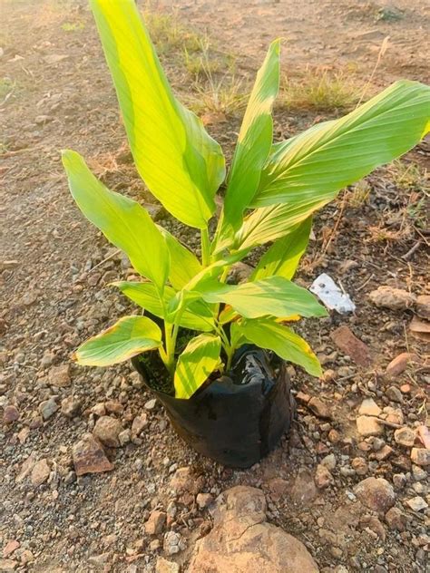 Black Turmeric Plant, For Outdoor at Rs 30/piece in Pune | ID: 27471078530