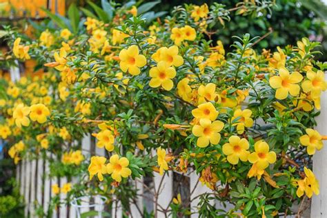 Allamanda cathartica (Golden Trumpet)