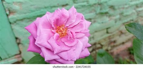 Mawar Pink: Over 1,309 Royalty-Free Licensable Stock Photos | Shutterstock