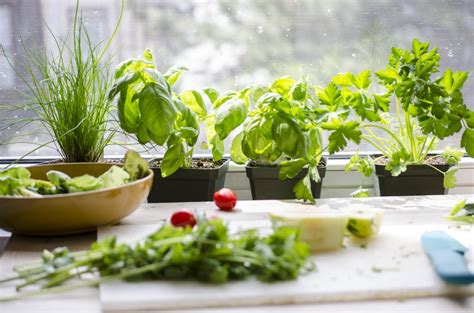 How to Harvest Your Indoor Garden | MiracleGro