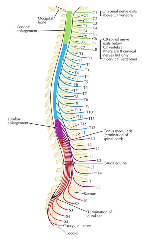 Vertebral Canal/Spinal Canal – Earth's Lab