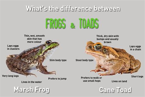 Seed to Feed Me: WHAT IS THE DIFFERENCE BETWEEN A FROG AND A TOAD?