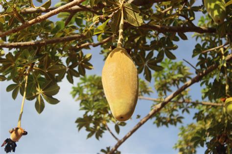 Baobab Fruit: The Top 6 Health Benefits | Your Super EU