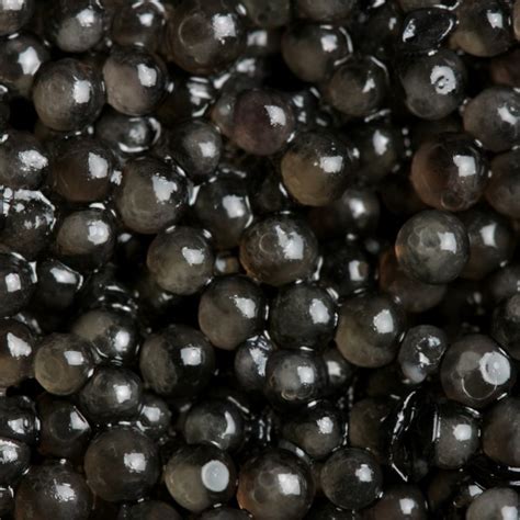 Buy Fresh Paddlefish Caviar Online from North American Caviar