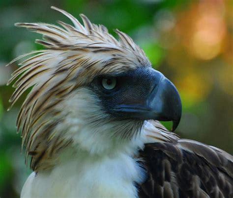 The Philippine Eagle: Philippine Eagle