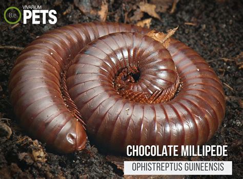 Ophistreptus Guineensis "Chocolate Millipede" Care Guide!