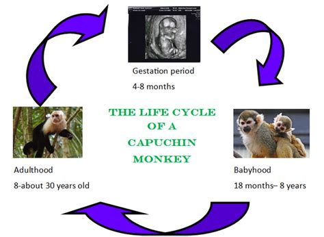 Life Cycle - Cool Capuchin Monkeys