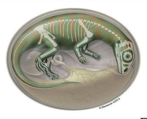 Baby Dinosaur Fossils Found In China Show That Embryos Kicked, Wiggled In Egg | HuffPost