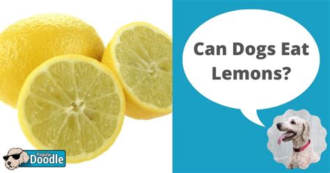 Can Dogs Eat Lemons? | Are Lemons Bad for Dogs?