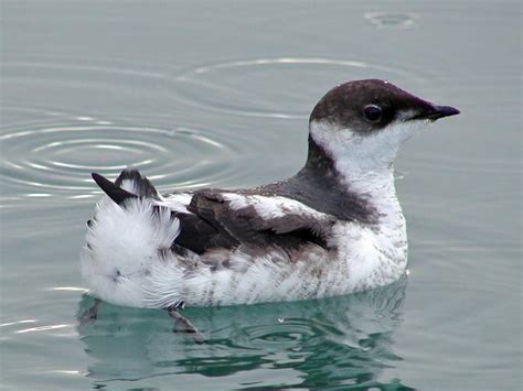 Juvenile Marbled Murrelet (Brachyramphus marmoratus) by Rich Macintosh ...