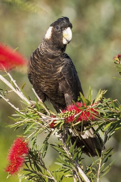 Parrot Encyclopedia | Carnaby's Black Cockatoo | World Parrot Trust