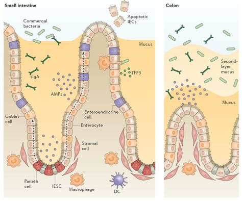 Intestinal Structure