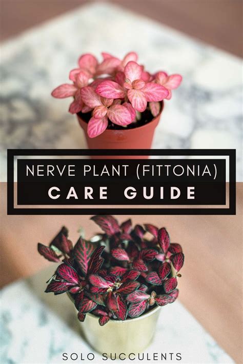 Fittonia (Nerve Plant): Care Guide, Tips, Watering & Propagation ...