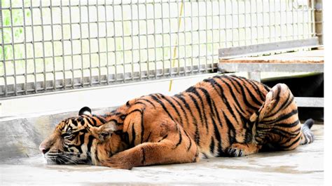 Sumatran tigers face perilous future as efforts made to improve breeding in captivity - National ...