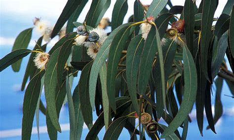 Eucalyptus – Garden Plants Online