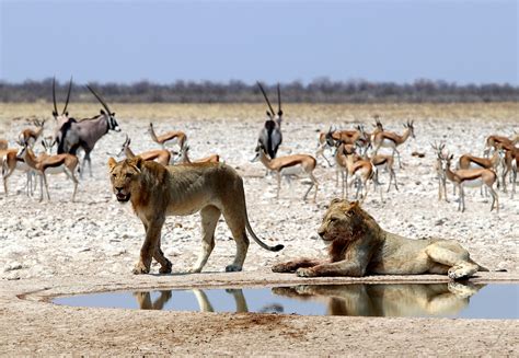 Etosha National Park ⋆ Xavier Safaris