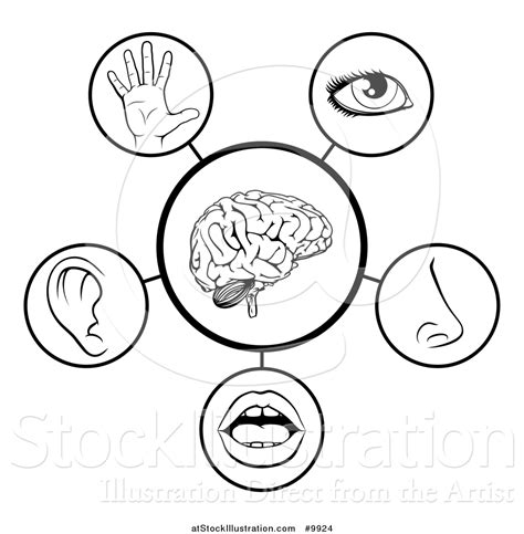 Vector Illustration of 5 Human Senses - Black and White Diagram by ...