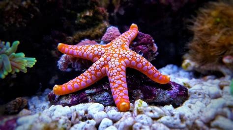 What Do Starfish Eat: Best Food List and Feeding - Everything Fishkeeping