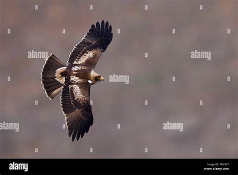 Flying Booted Eagle (Aquila pennata Stock Photo - Alamy