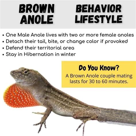 Brown Anole (Anolis Sagrei) Lizard: The Awesome Things About Them ...