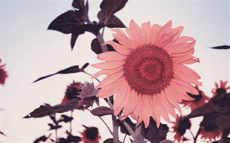 Pink Sunflower Wallpapers - Top Free Pink Sunflower Backgrounds - WallpaperAccess