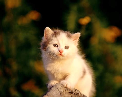 Wallpaper Cute Photos: Cute Kittens Wallpapers