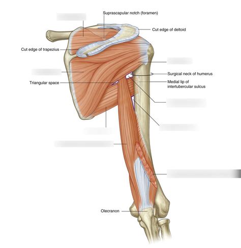 Scapular Region Muscles