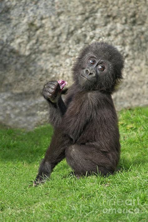 Cute Baby Gorilla Photograph by Rawshutterbug - Fine Art America