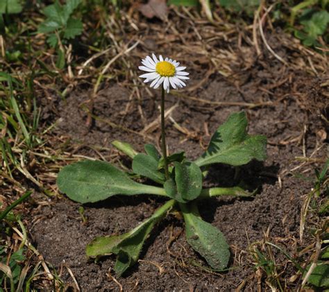 Daisy Facts and Health Benefits