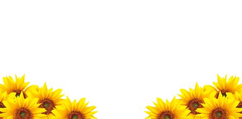 Common sunflower Petal Download - sunflower png download - 4724*2336 - Free Transparent Common ...